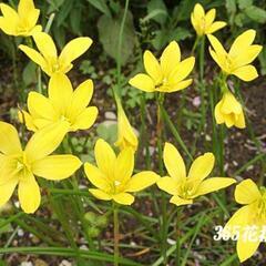 花の種(ゼフィランサス) ありがとうございました(*^^*)