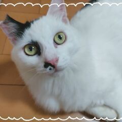 ぜひ会いに来てください