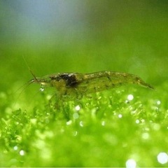 ヌマエビ譲ってください