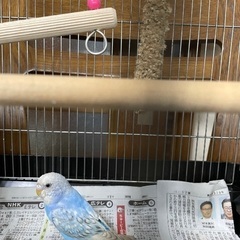 迷い鳥を探しています！