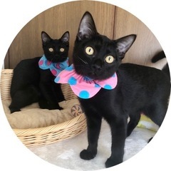 17日都内保護猫譲渡会　子猫成猫30匹前後参加