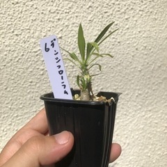 パキポディウム　デンシフローラム　実生　6