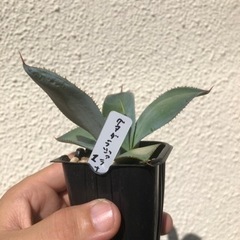 アガベ グアダラハラナ　実生　1
