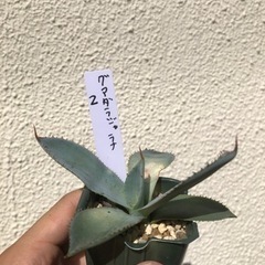 アガベ グアダラハラナ　実生　2