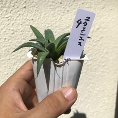 アガベ　ユタエンシス　実生　4