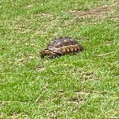 ケヅメリクガメ 条件あり
