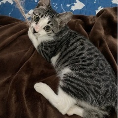 生後5ヶ月、元気な白サバ男の子　子猫