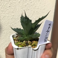 アガベ　チアペンシス　実生　3の画像