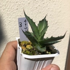 アガベ　チアペンシス　実生　3の画像