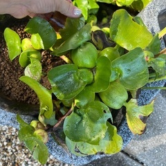 金魚と水草アナカリス