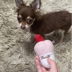 チワワ　チョコレートタン