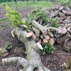 丸太差し上げますの画像