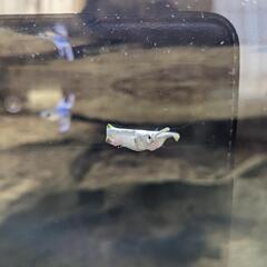 ゴールデンデルモゲニーの画像