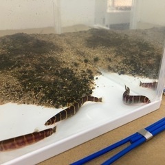 ※無料※クーリーローチ3匹と30cm水槽 (熱帯魚 ドジョウ ア...