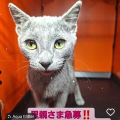 急募！ 5/15生ロシアンブルー♀(⋈◍＞◡＜◍)。✧♡