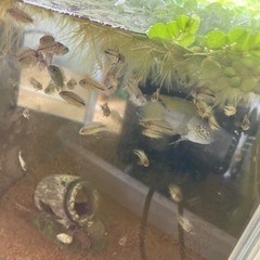 発送可稚魚アピストグラマボレリーオパール5匹の画像