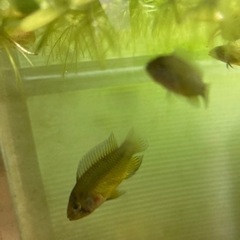 発送可稚魚アピストグラマボレリーオパール5匹の画像