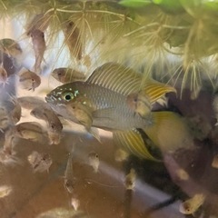 発送可稚魚アピストグラマボレリーオパール5匹