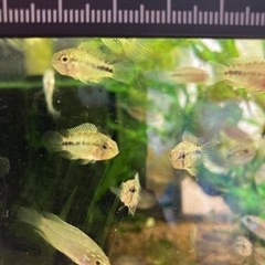 発送可稚魚アピストグラマボレリーオパール5匹の画像