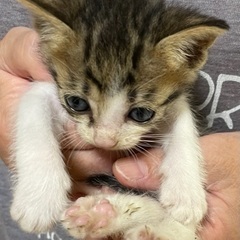 【お話し中】●保護した子猫●２匹の里親を募集します。