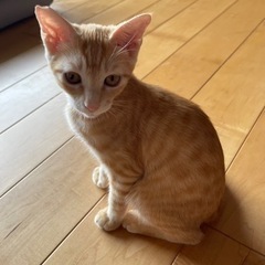 茶太郎君里親様決定❤️