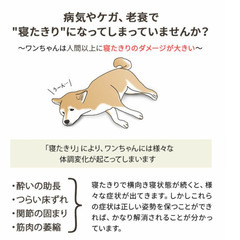 介護用ドッグベッド Lサイズ 【ねどっこ】寝たきり防止・体位変換 オーナーと大切な家族のためにの画像