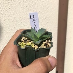 アガベ　エボリスピナ　実生 1