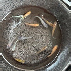 メダカ【みっくす】決まりました。