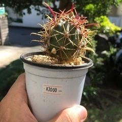 サボテン　トゲトゲ