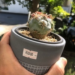 サボテン　接木サボテン