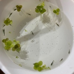 ミナミヌマエビ　10匹＋おまけの画像