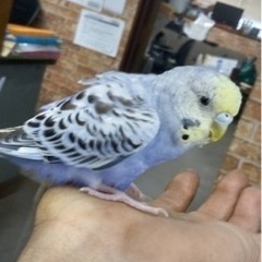 無事、飼い主さん見つかりました🦜‼️