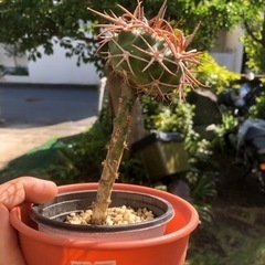 トゲトゲサボテン　接木