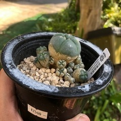 子吹烏羽玉