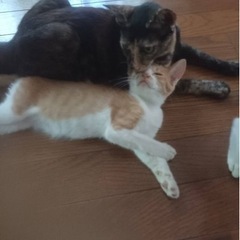 里親さん決まりました🐾