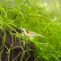 ミナミヌマエビ10匹