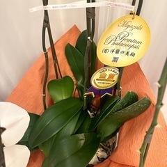 胡蝶蘭　105cmの画像