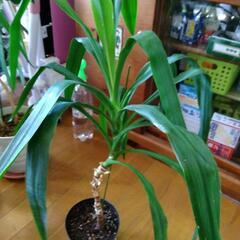 観葉植物1　ユッカ の画像
