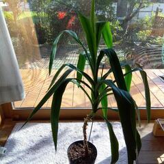観葉植物1　ユッカ の画像