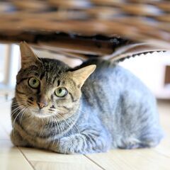 雄のキジトラさんを保護しました、去勢済みエイズ白血病陰性、臆病で...