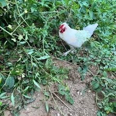鶏オス♂2匹烏骨鶏オス♂1匹(3羽)