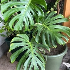 モンステラ※交渉中
