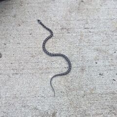 このヘビって