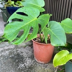 モンステラ観葉植物