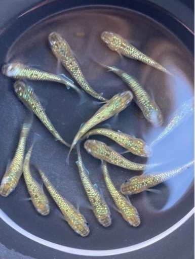 令和黒ラメ幹之サファイア系　幼魚10匹　メダカ　めだか