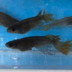 ✨影姫(オロチ系ヒレ長)①　5匹の画像