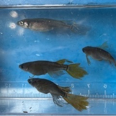 ✨影姫(オロチ系ヒレ長)①　5匹の画像