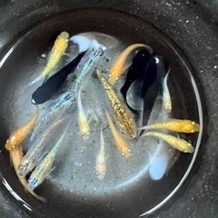 【現物！めだか　ミックス　改良メダカ　ビオトープ