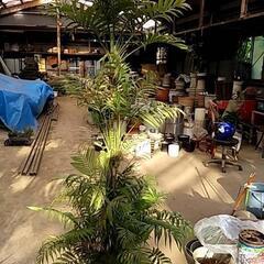 観葉植物を破格値でご提供‼️の画像