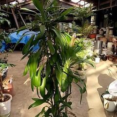 観葉植物を破格値でご提供‼️の画像